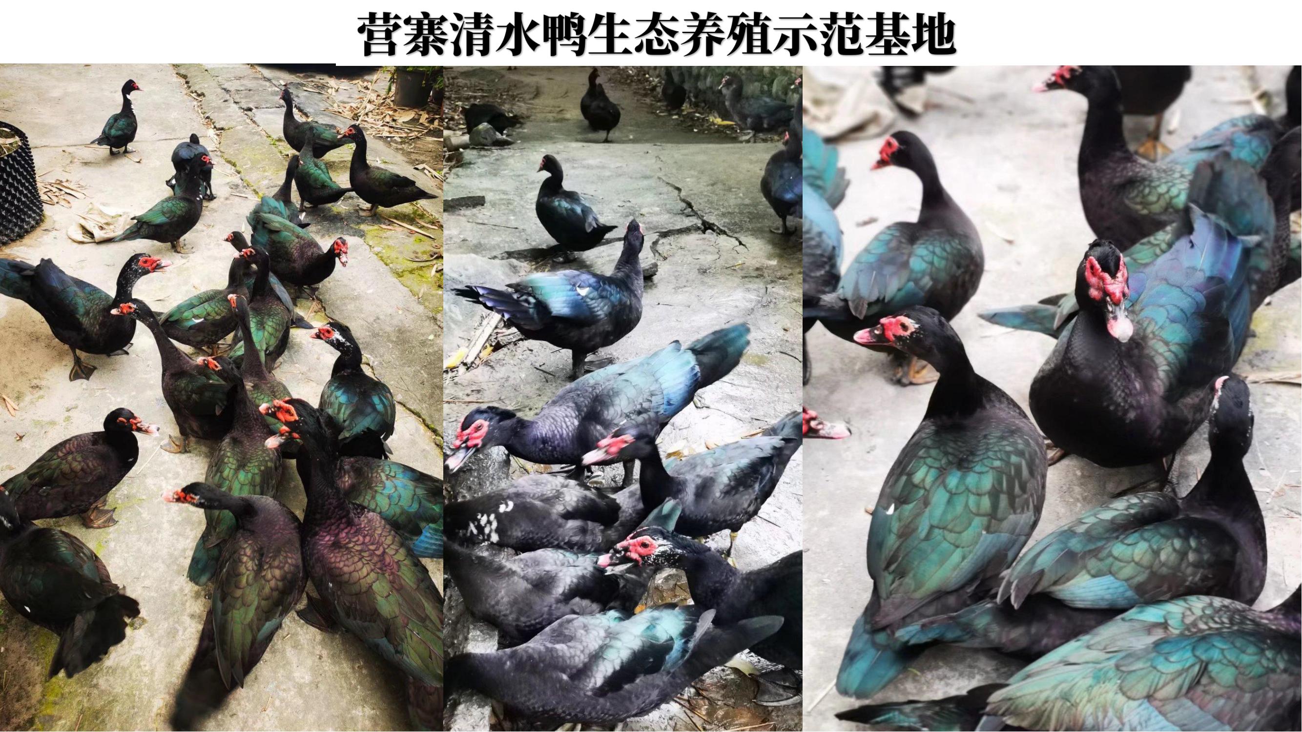 营寨清水鸭(养一辈子鸭，爱一个女人)(1)_18.jpg