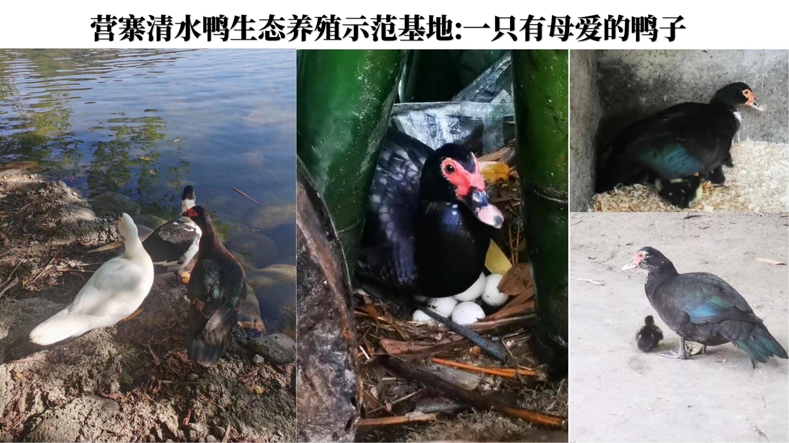 营寨清水鸭(养一辈子鸭，爱一个女人)(1)_20.jpg