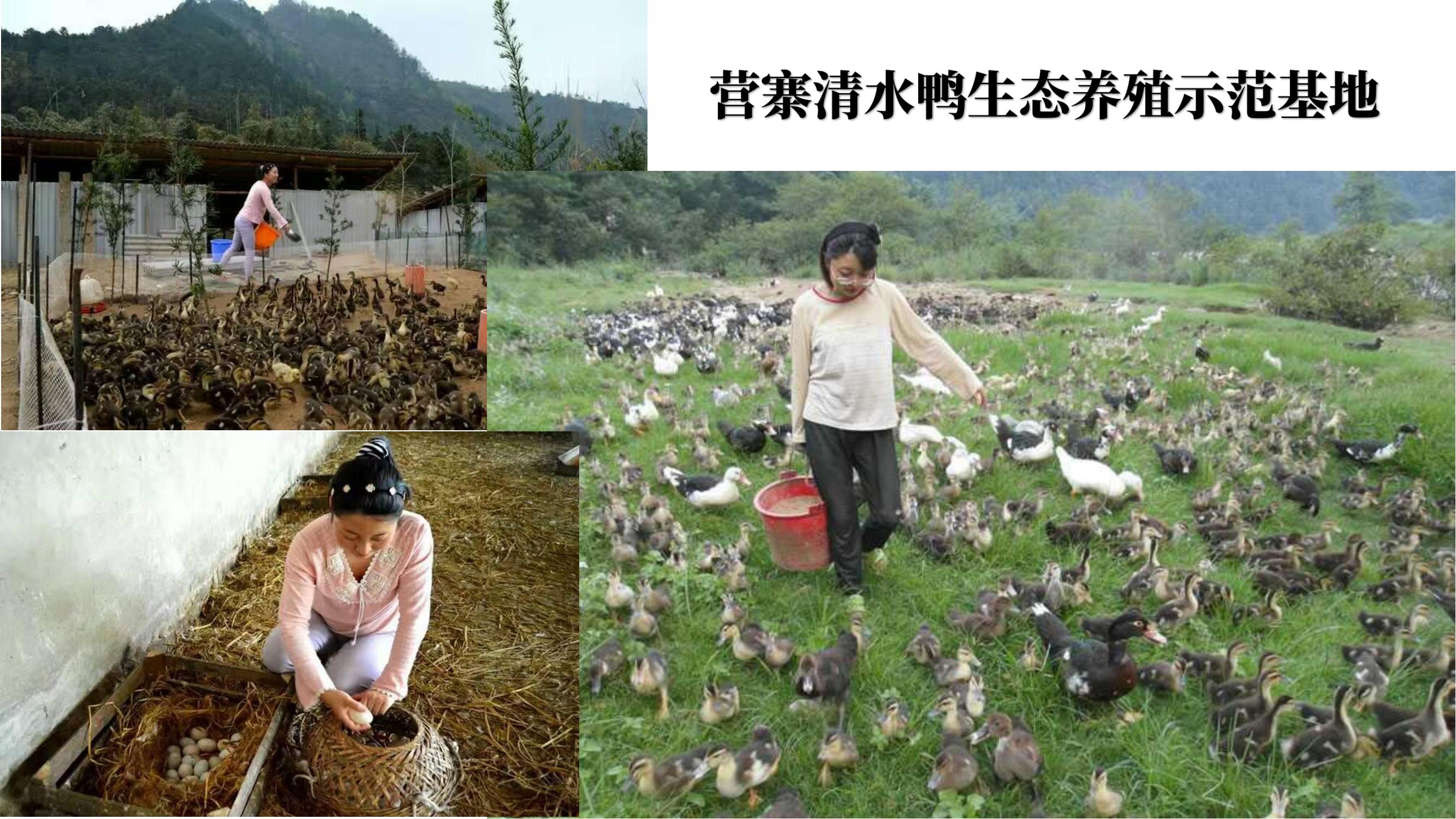 营寨清水鸭(养一辈子鸭，爱一个女人)(1)_23.jpg