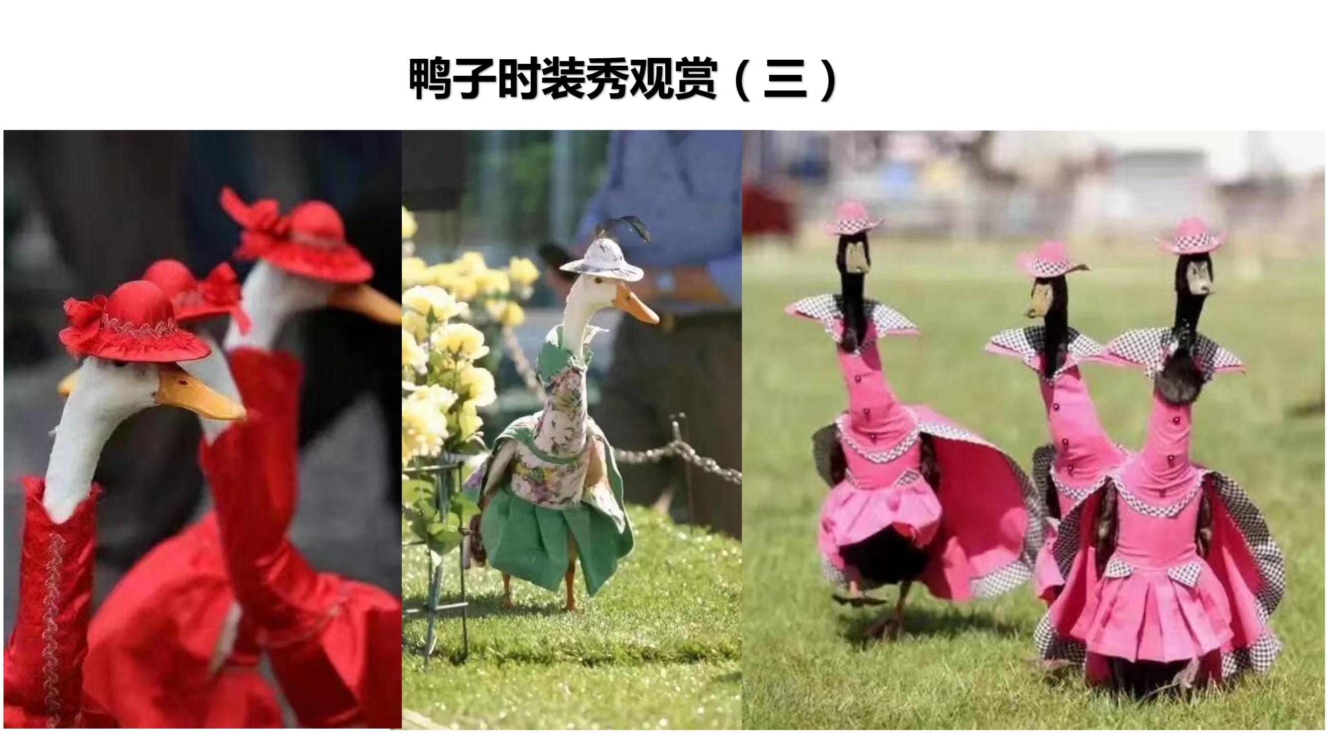 营寨清水鸭(养一辈子鸭，爱一个女人)(1)_30.jpg